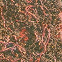 Vermicompost