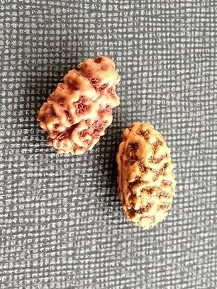 2 Mukhi Rudraksha Bead