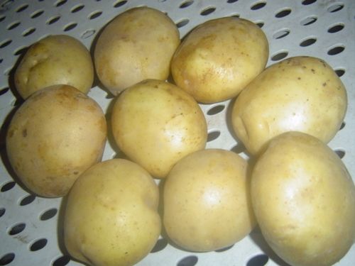 Santan Potato