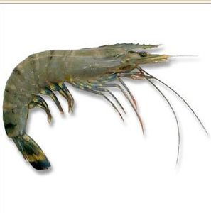 Black Tiger Prawn