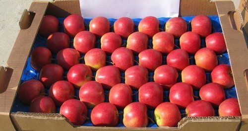 Grade A Fresh Gala Apples