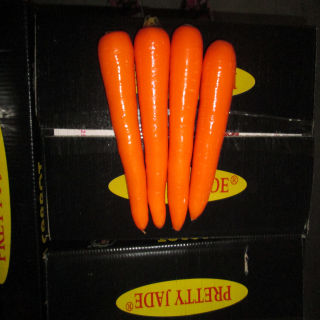 Fresh Carrots