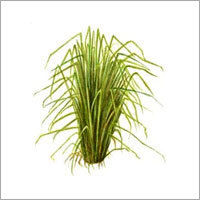 Vetiver