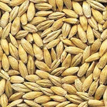 Barley Seeds