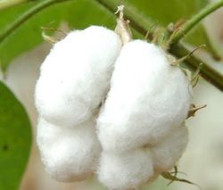 Raw Cotton