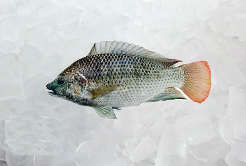 Tilapia Fillet - Fresh, Premium Quality | Exceptional Taste, Sustainably Sourced, Frozen for Freshness