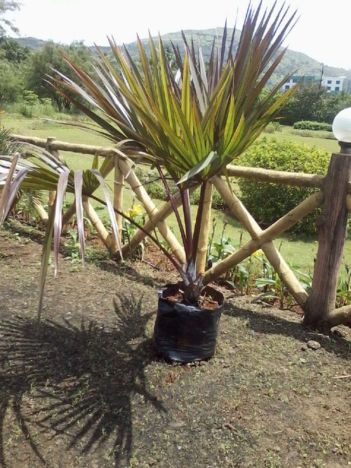 Latania Lontaroides Red Latan Palm