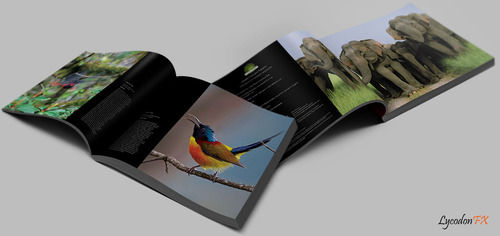 Print Design And Printing Services