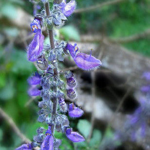 Coleus Forskohlii Extract Forskohlin