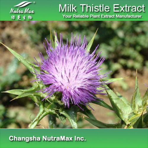 Milk Thistle Extract