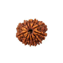 11 Mukhi Rudraksha