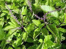 Tulsi Leaves - Adaptogenic Herb, 18 Inches Height, Green and Purple Varieties, Essential Oils for Stress Relief and Immunity Boost