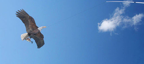 Birdgard Eagle Kite