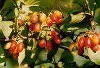 Asiatic Cornelian Cherry Fruit P.E