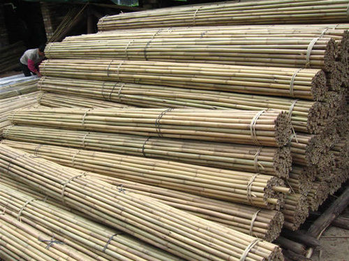 Assam Cane