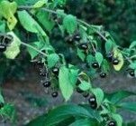 Belladonna Extract