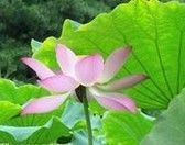 Lotus Leaf P.E.