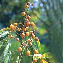 Aritha (Sapindus Trifoliatus)