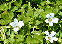 Bacopa Monnieri