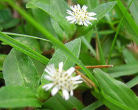 Bhringraj (Eclipta Alba)