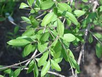 Henna (Lawsonia Inermis)