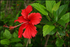 Hibiscus Rosasinensis