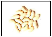 White Kidney Beans (Phaseolus Vulgaris)