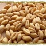 BALKAR SINGH & SONS Wheat