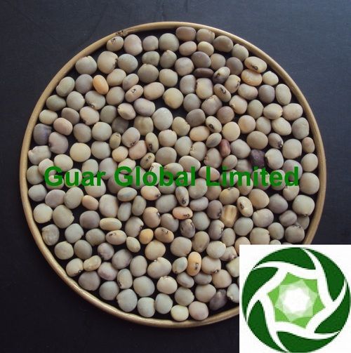 Gaur Seed