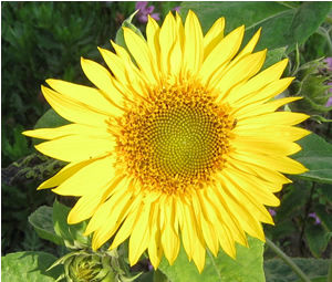 Sunflower Oil