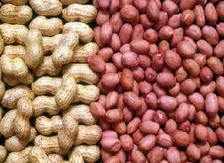 Groundnuts Seeds