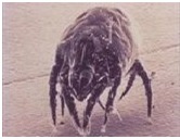 Pest Control Service For Dust Mites By Terminix SIS India (P) Ltd.