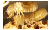 Pest Control Service For Termites By Terminix SIS India (P) Ltd.