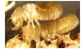 Pest Control Service For Termites