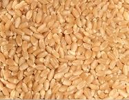 MEGHDOOT Wheat