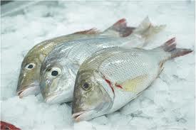 Emperor Fish - Size Variants 300g to 2kg | Premium Fresh Quality Fish