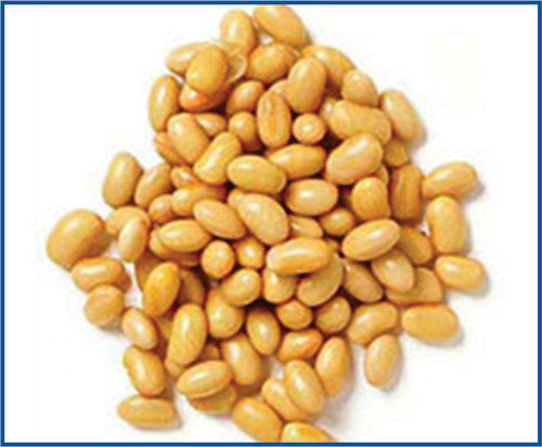 Soyabean - Superior Grade Quality | Widely Appreciated by Customers Nationwide