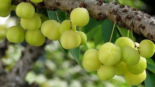 Amla Powder (Phyllanthus Emblica, Amalaki)