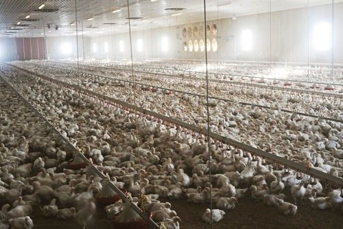 Poultry Farm Loan Service