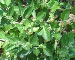 Ashwagandha Extract