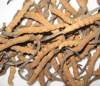 Cordyceps Sinensis Extract-Polysaccharides And Cordycepic Acid