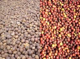 Dried Civet Robusta Coffee Bean