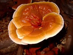 Reishi Mushroom Extract-Polysaccharides And Triterpenoids