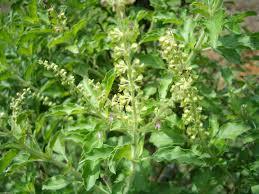 Tulasi Extract (Holy Basil)