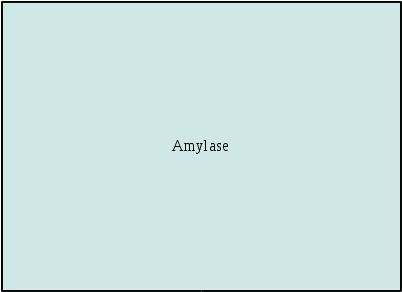Amylase