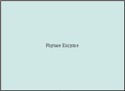 Phytase Enzyme