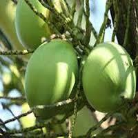 Raw Coconut