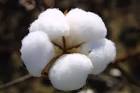 Raw Cotton