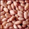 Indian Groundnut