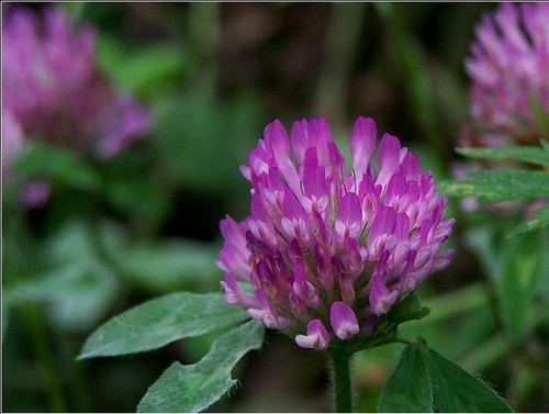 Female Menopause And Anti-Inflammatory Sterilization Red Clover Extract By Shaanxi Pure Source Bio-Tech Co., Ltd.